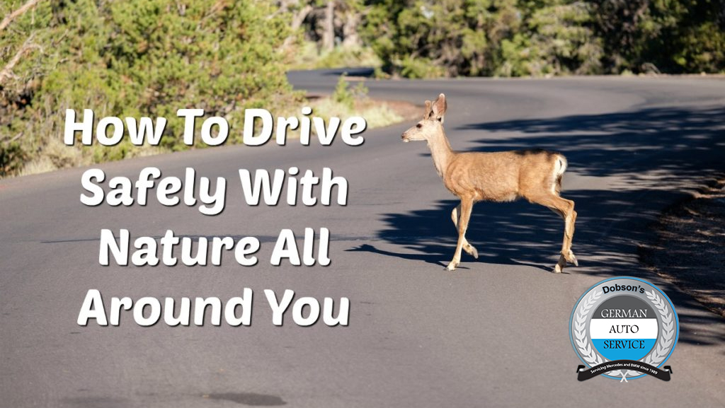 Driving Safely With Nature